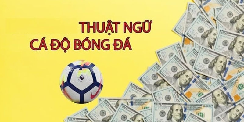 Một số từ ngữ nổi bật được sử dụng thường xuyên tại S666